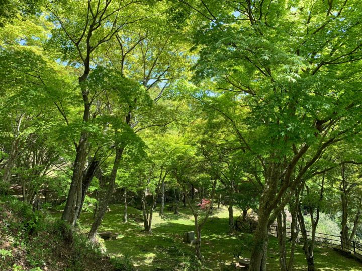 青紅葉 笠置山もみじ公園 公式 京都府 石の国 笠置町観光サイト